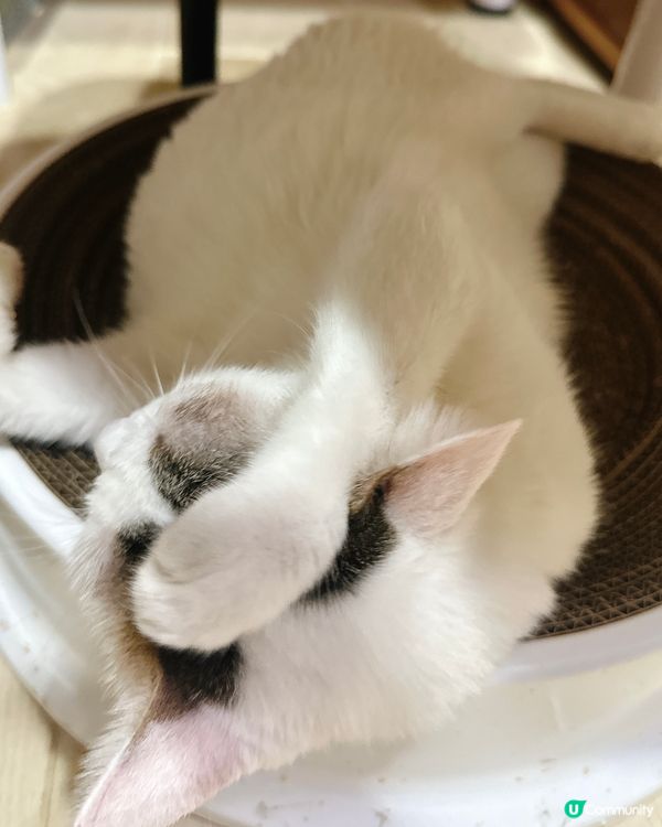 貓奴注意⚠️糖糖教你如何成為「寵物社群」人氣王👑