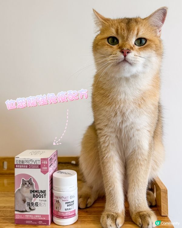 貓貓都要做好保健💪