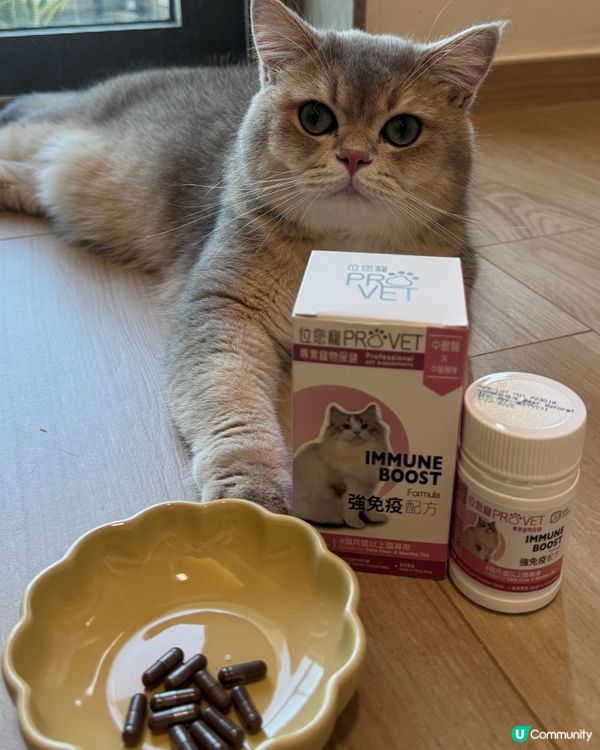 貓貓都要做好保健💪