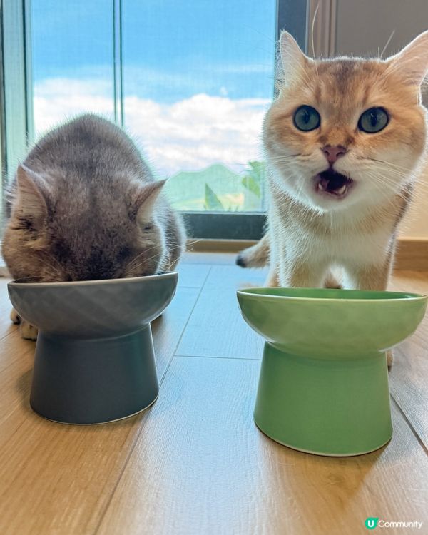 貓貓都要做好保健💪