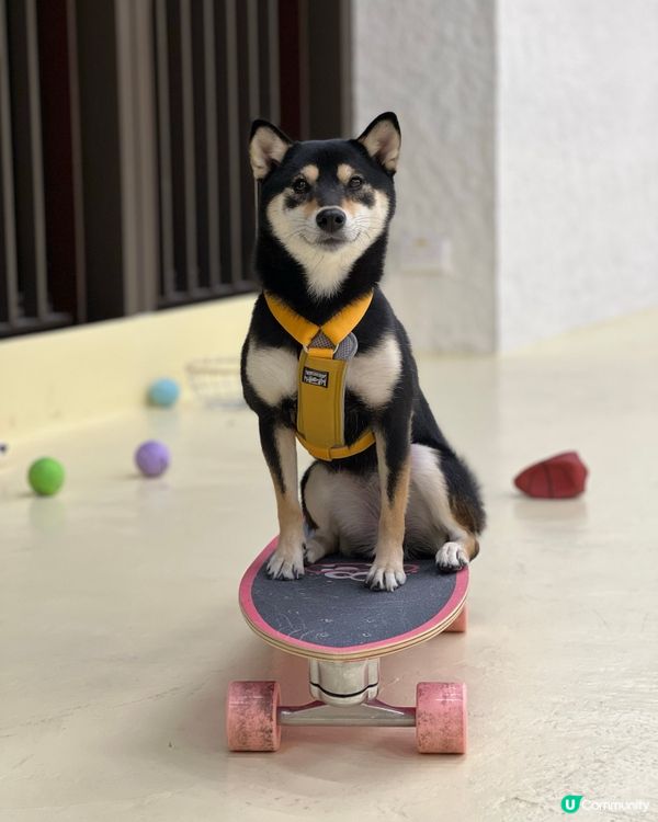 灣仔區一站式寵物美容百貨店