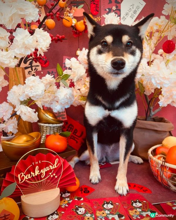 灣仔區一站式寵物美容百貨店