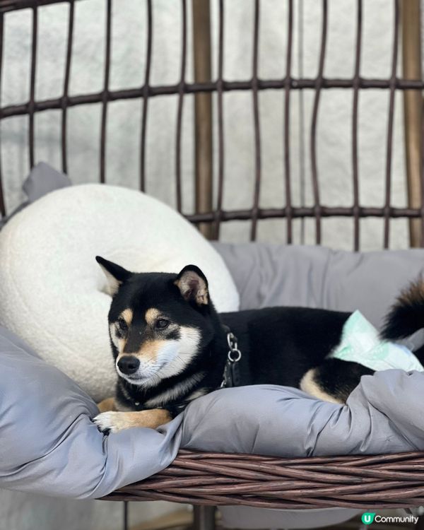 灣仔區一站式寵物美容百貨店