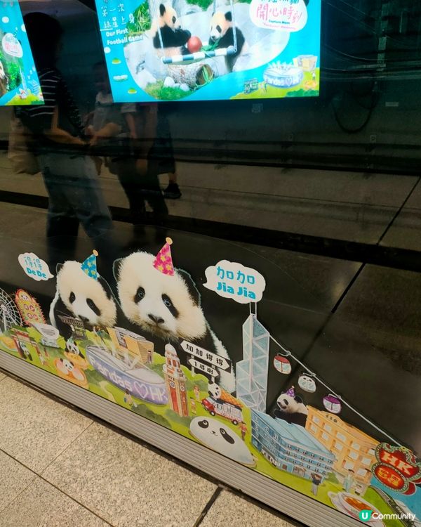 熊貓BBs，家姐細佬一歲啦！金鐘站打卡攻略🐼📸