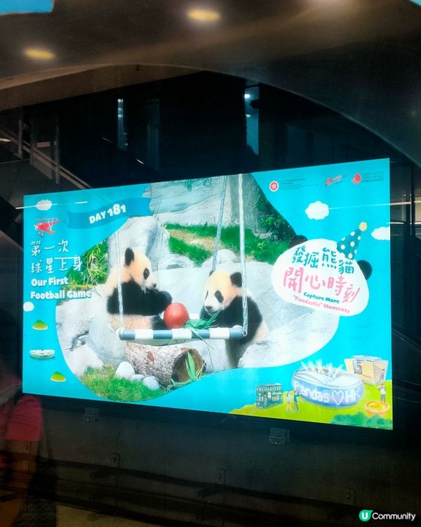 熊貓BBs，家姐細佬一歲啦！金鐘站打卡攻略🐼📸