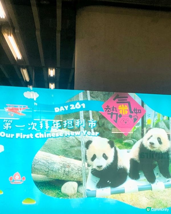 熊貓BBs，家姐細佬一歲啦！金鐘站打卡攻略🐼📸