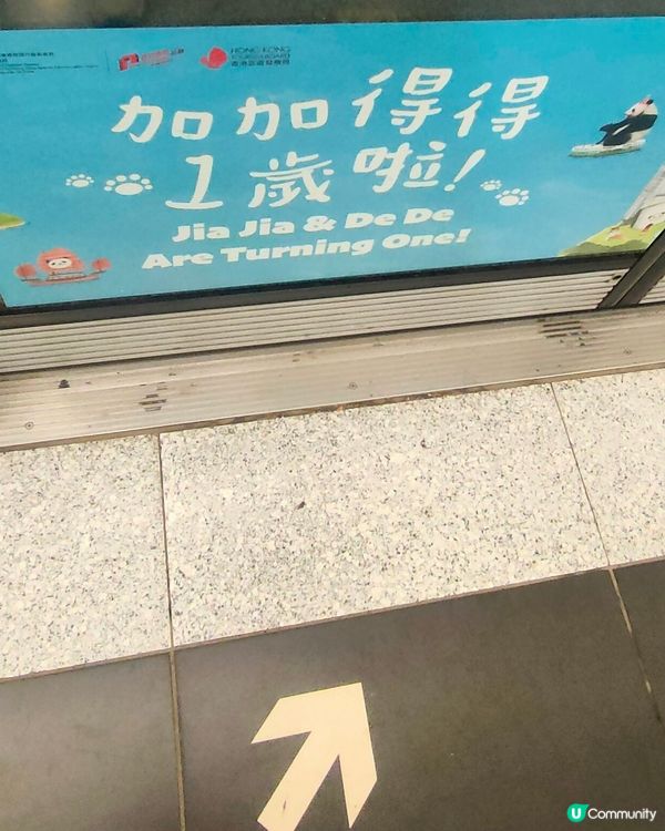 熊貓BBs，家姐細佬一歲啦！金鐘站打卡攻略🐼📸