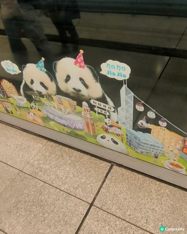 熊貓BBs，家姐細佬一歲啦！金鐘站打卡攻略🐼📸