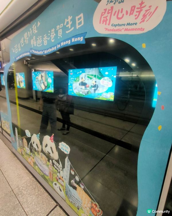 熊貓BBs，家姐細佬一歲啦！金鐘站打卡攻略🐼📸