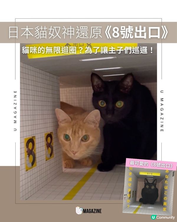 日本貓奴神還原《8號出口》 貓咪的無限迴圈？為了讓主子們巡邏！