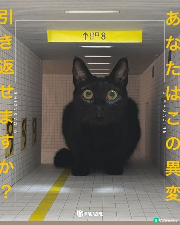日本貓奴神還原《8號出口》 貓咪的無限迴圈？為了讓主子們巡邏！