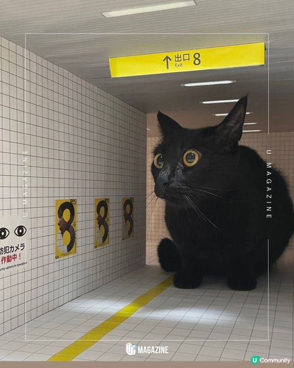 日本貓奴神還原《8號出口》 貓咪的無限迴圈？為了讓主子們巡邏！