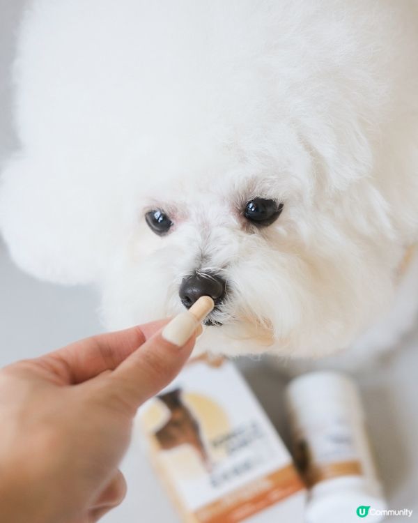 出街放電跑跑跑！🦴💪🏻 狗狗關節要補吓！