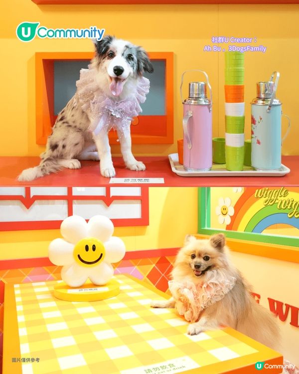 寵物好去處2025｜九龍區寵物友善商場5選 寵物共融區/寵物市集/花園