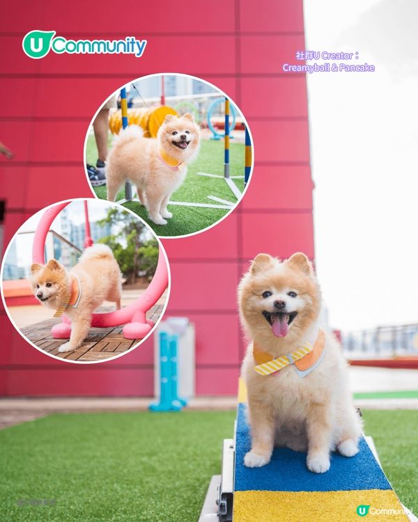 寵物好去處2025｜九龍區寵物友善商場5選 寵物共融區/寵物市集/花園