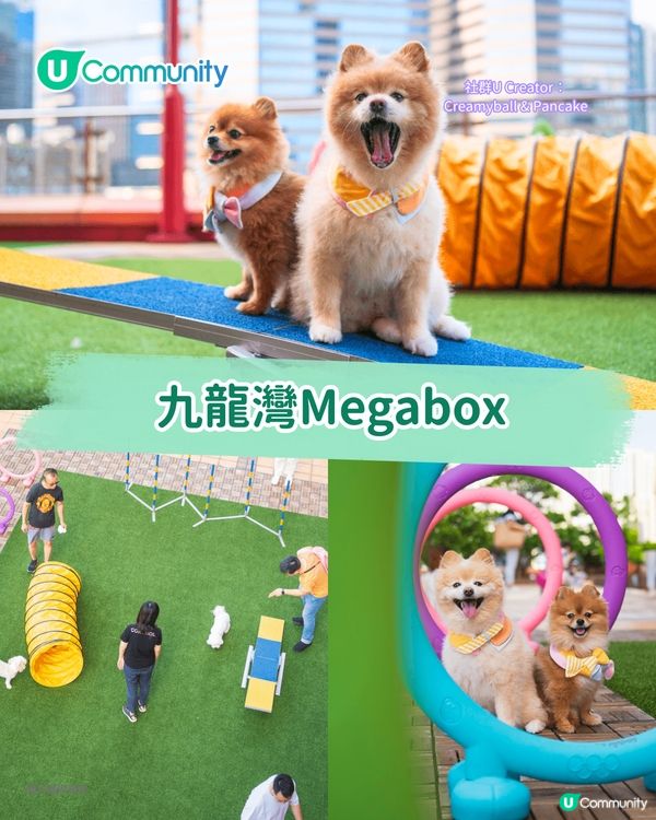 寵物好去處2025｜九龍區寵物友善商場5選 寵物共融區/寵物市集/花園