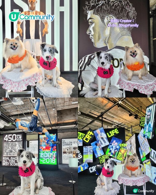 寵物好去處2025｜九龍區寵物友善商場5選 寵物共融區/寵物市集/花園