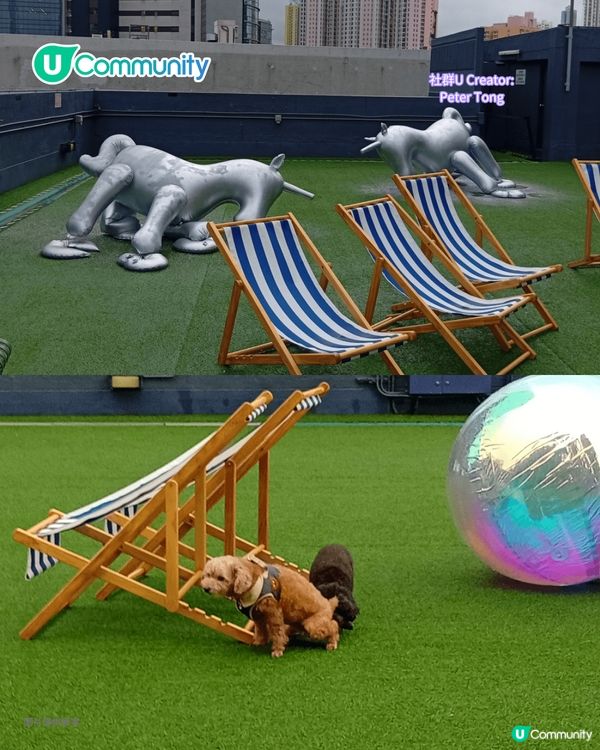 寵物好去處2025｜九龍區寵物友善商場5選 寵物共融區/寵物市集/花園