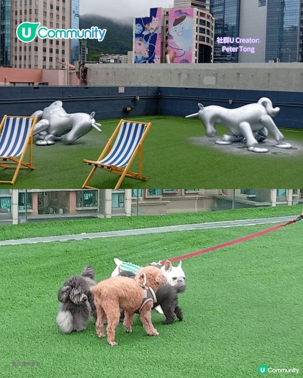 寵物好去處2025｜九龍區寵物友善商場5選 寵物共融區/寵物市集/花園