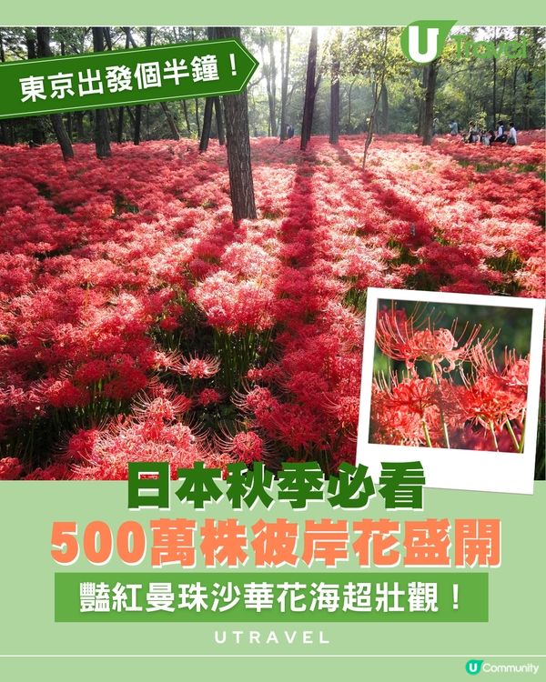 日本秋季必看500萬株彼岸花盛開！東京出發個半鐘！