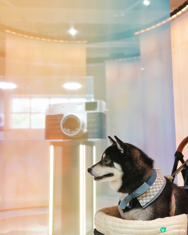 荃灣影相新蒲點📸！3000呎沉浸式體驗館🤩！即刻去打卡啦