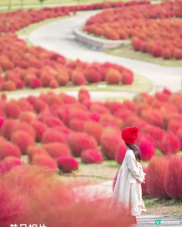 日本國營公園秋日賞花🌼