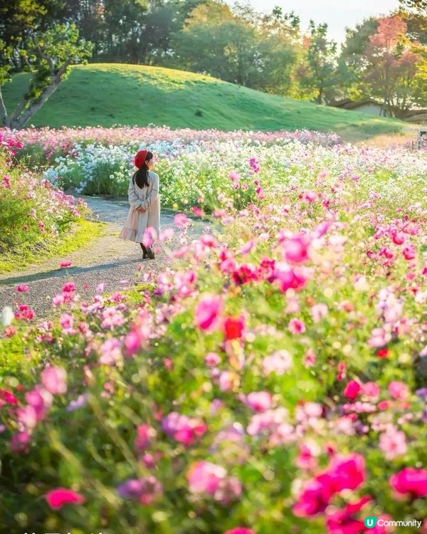 日本國營公園秋日賞花🌼