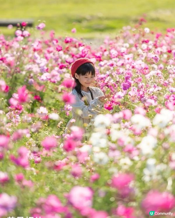 日本國營公園秋日賞花🌼
