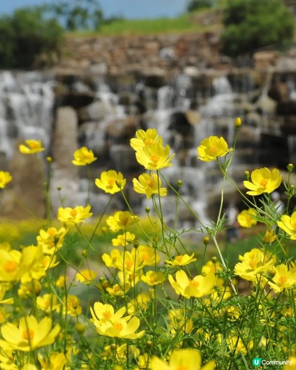 日本國營公園秋日賞花🌼