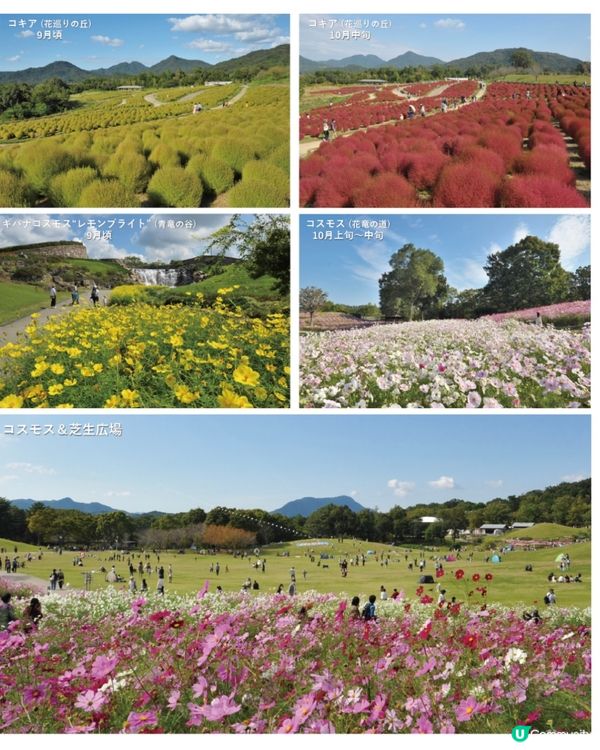 日本國營公園秋日賞花🌼