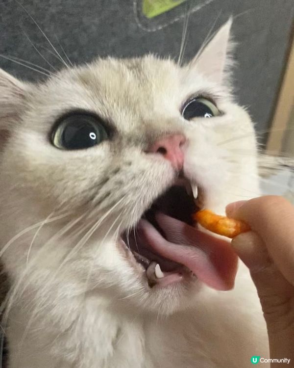 食🦐凍乾表情包