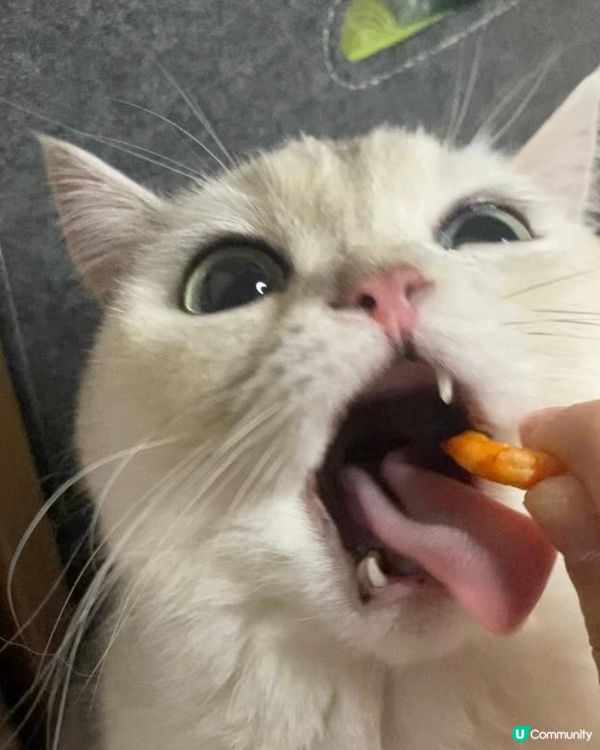 食🦐凍乾表情包