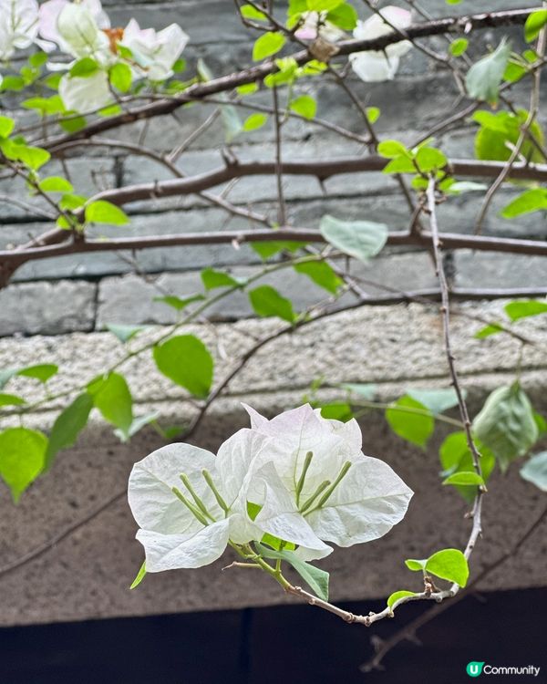 四日珠海遊！食玩買住♨️🤤