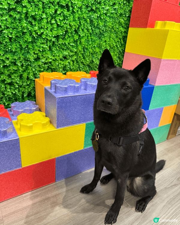 超級友善既開心狗狗Fala係屋企從來都係一副嚴肅樣子，但係一...