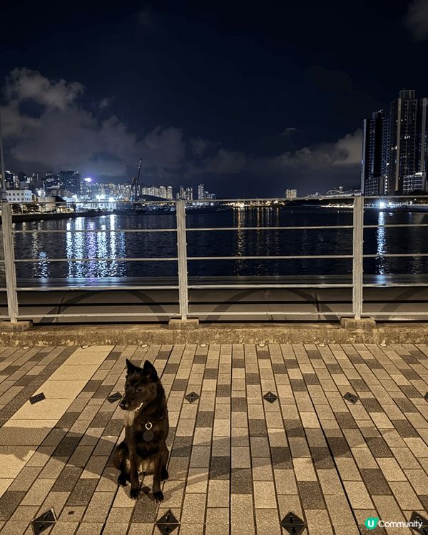 超級友善既開心狗狗Fala係屋企從來都係一副嚴肅樣子，但係一...