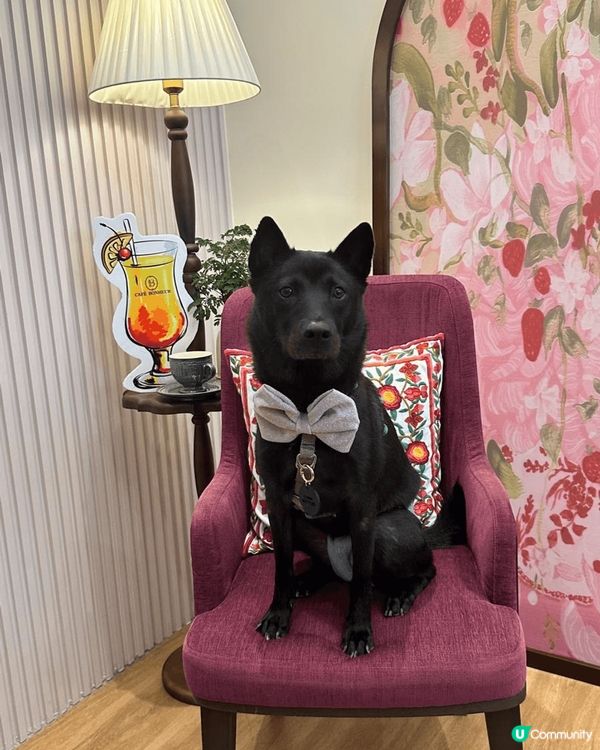 超級友善既開心狗狗Fala係屋企從來都係一副嚴肅樣子，但係一...