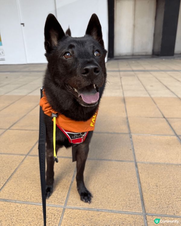 超級友善既開心狗狗Fala係屋企從來都係一副嚴肅樣子，但係一...