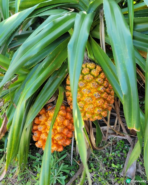 ⬆️🌎沖繩最北 Starbucks ☕️