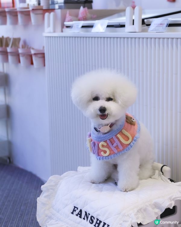 夏日透心涼綿綿冰🤤 🍧寵物都Like! 食到舔舔脷！