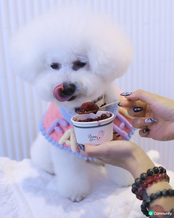 夏日透心涼綿綿冰🤤 🍧寵物都Like! 食到舔舔脷！