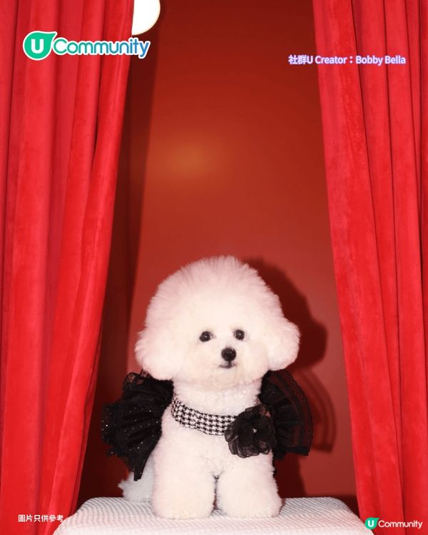 寵物好去處2025｜新界區寵物友善商場4選 寵物巴士團/5萬呎寵物花園