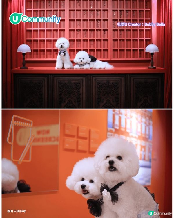 寵物好去處2025｜新界區寵物友善商場4選 寵物巴士團/5萬呎寵物花園