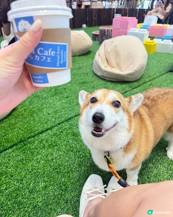 今次又同貝貝🐶去咗灣仔合和商場玩丫🥰嘆咖啡廳音樂