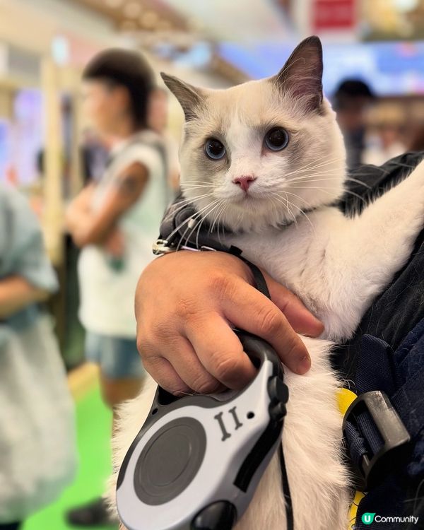 合和山林祭！咖啡+音樂+毛孩 🐶🎶☕️