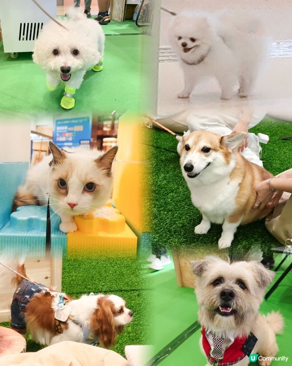 🐶🏕️合和商場 舉辦「山林祭 ‧ 山飲啡語」☕️🎼