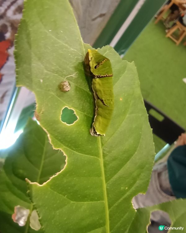 荃灣專題展覽🌾有打卡位❗仲有四格即影即有❗