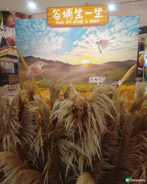 荃灣專題展覽🌾有打卡位❗仲有四格即影即有❗