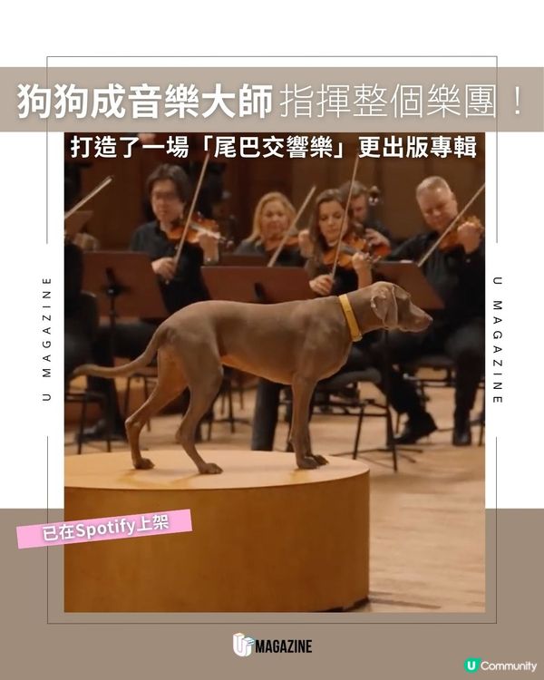 狗狗成音樂大師指揮整個樂團！打造了一場「尾巴交響樂」更出版專輯