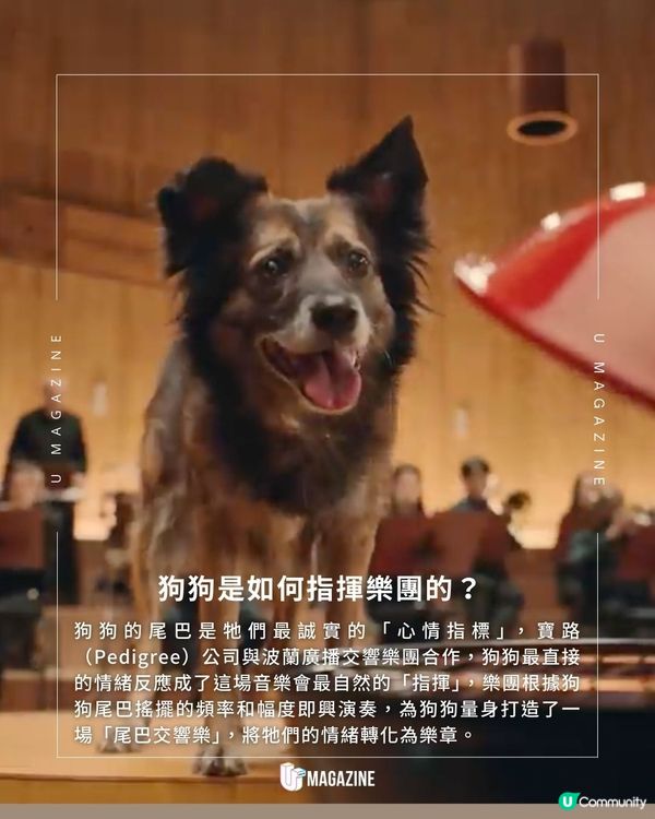 狗狗成音樂大師指揮整個樂團！打造了一場「尾巴交響樂」更出版專輯
