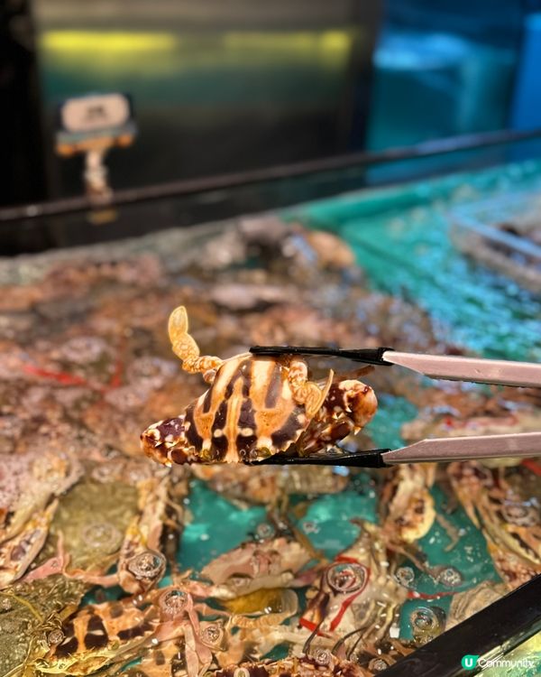 【九龍灣｜人氣大熱嘅生猛海鮮火鍋放題】